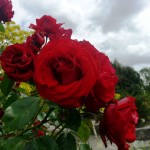 VanDusen Gardens Rose
