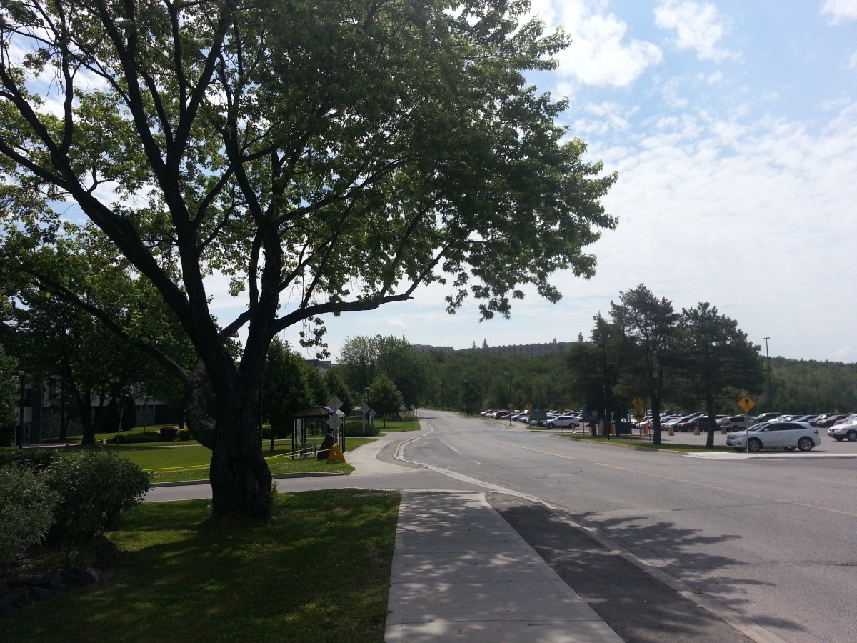 A large tree overlooking the road.