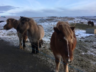 Icelandic Horses