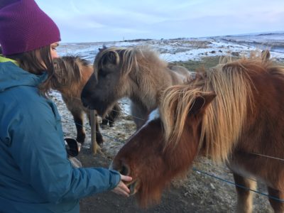 Icelandic Horses